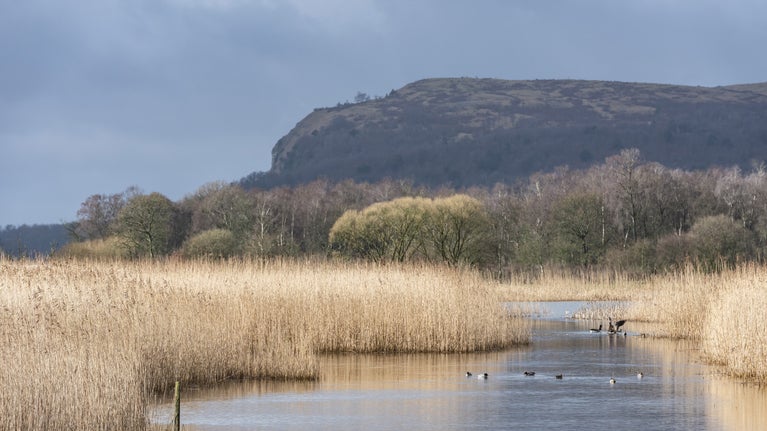 View over the wetland marsh with ducks, bordered by golden reeds, forest and a hill under a cloudy sky
